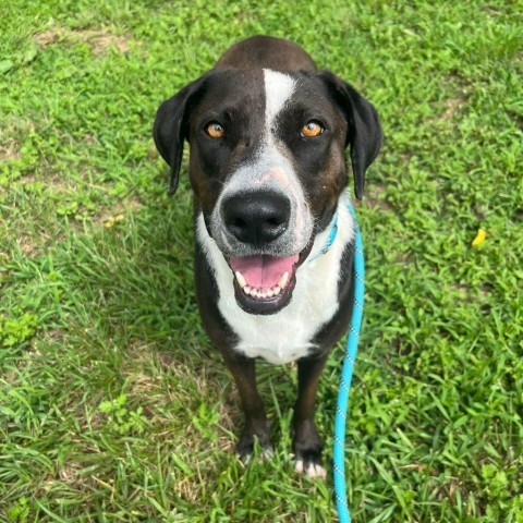 Astra, an adoptable Coonhound in West Islip, NY, 11795 | Photo Image 1