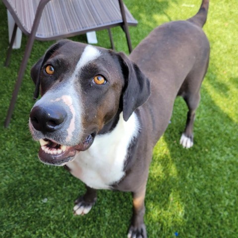 Astra, an adoptable Coonhound in West Islip, NY, 11795 | Photo Image 2