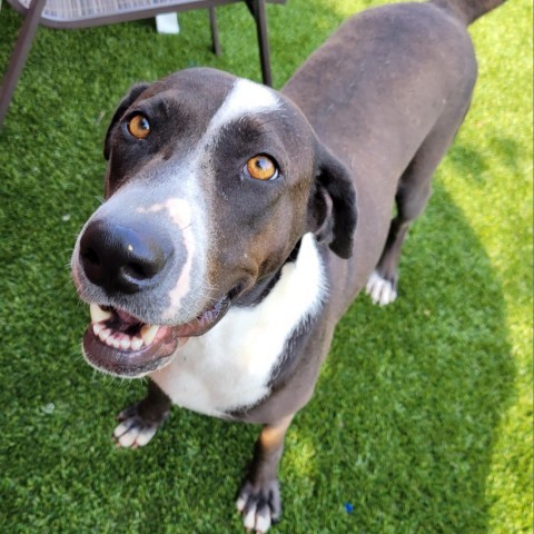 Astra, an adoptable Coonhound in West Islip, NY, 11795 | Photo Image 3