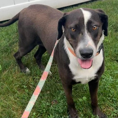 Astra, an adoptable Coonhound in West Islip, NY, 11795 | Photo Image 5