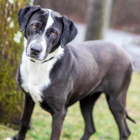 Astra, an adoptable Coonhound in West Islip, NY, 11795 | Photo Image 6