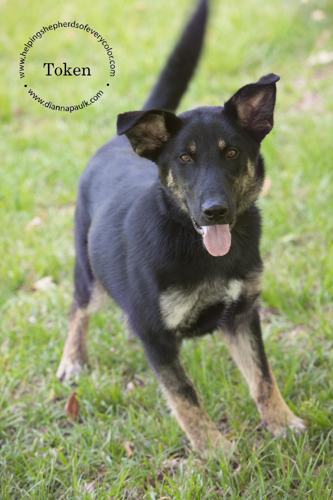 Token, an adoptable Siberian Husky, Labrador Retriever in Montgomery, AL, 36106 | Photo Image 1