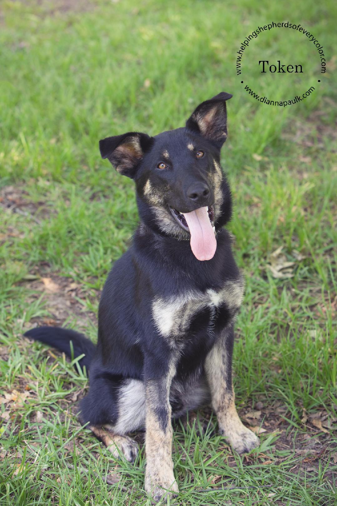 Token, an adoptable Siberian Husky, Labrador Retriever in Montgomery, AL, 36106 | Photo Image 2