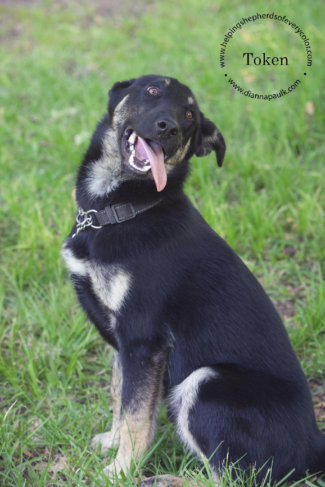 Token, an adoptable Siberian Husky, Labrador Retriever in Montgomery, AL, 36106 | Photo Image 3