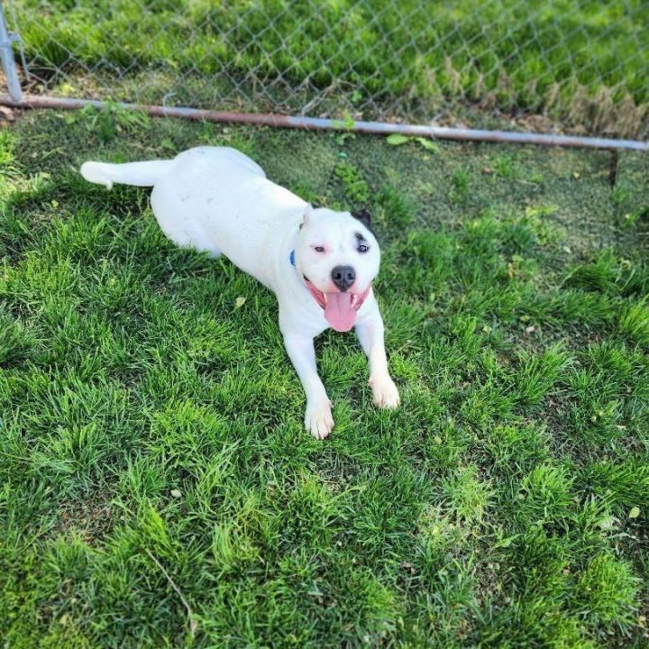 Blue ADOPTED:) 2
