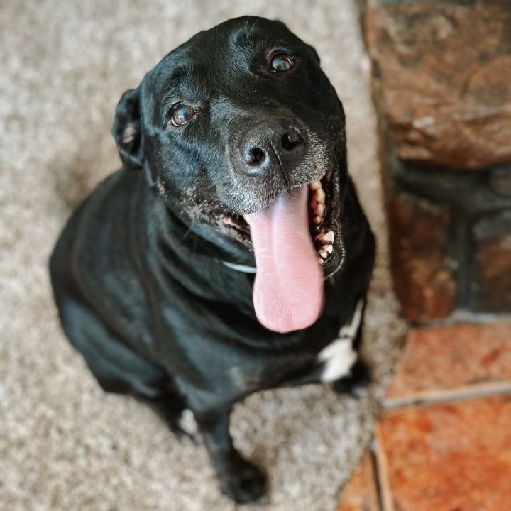 Dog for adoption - Lottie (in GA), a Black Labrador Retriever in North ...