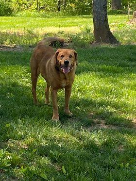 Sam, an adoptable Golden Retriever & Hound Mix in Mount Airy, NC_image-1