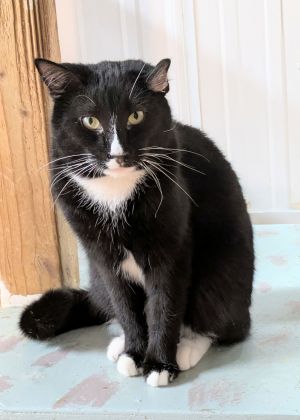 Curly (George), Adult Male Domestic Medium Hair