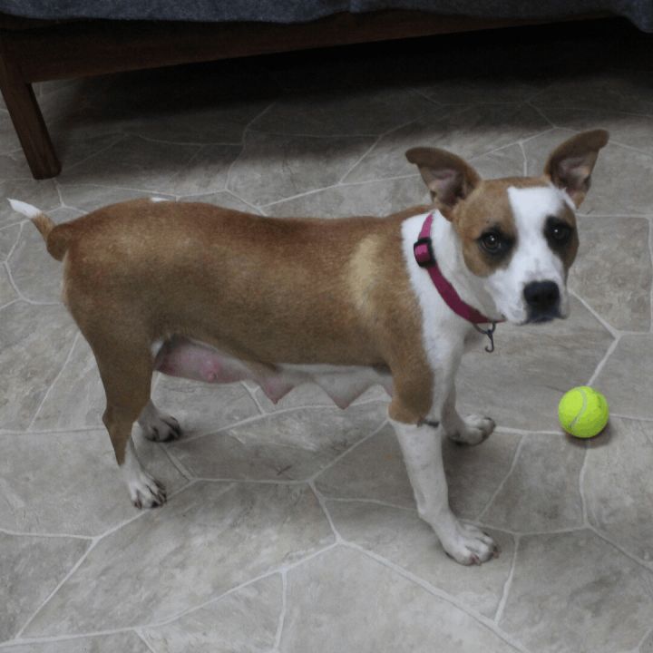 Ama, an adoptable Mixed Breed in Neillsville, WI_image-2