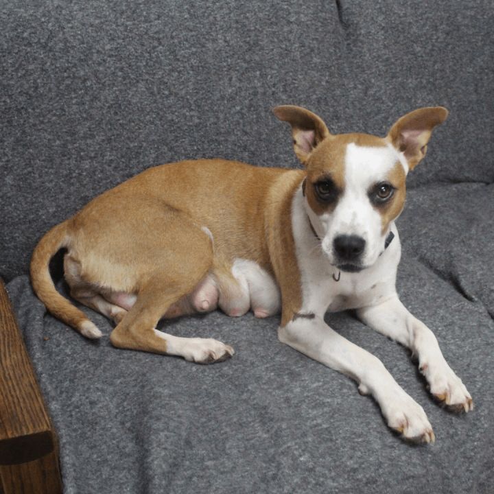 Ama, an adoptable Mixed Breed in Neillsville, WI_image-5