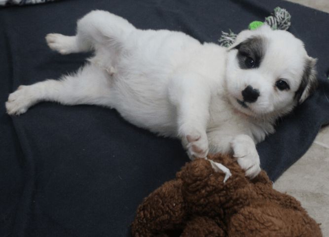 Max