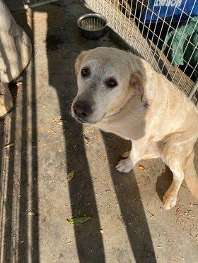 Molly, an adoptable Yellow Labrador Retriever in Mount Airy, NC_image-2