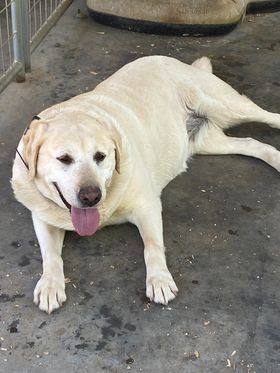 Molly, an adoptable Yellow Labrador Retriever in Mount Airy, NC_image-1
