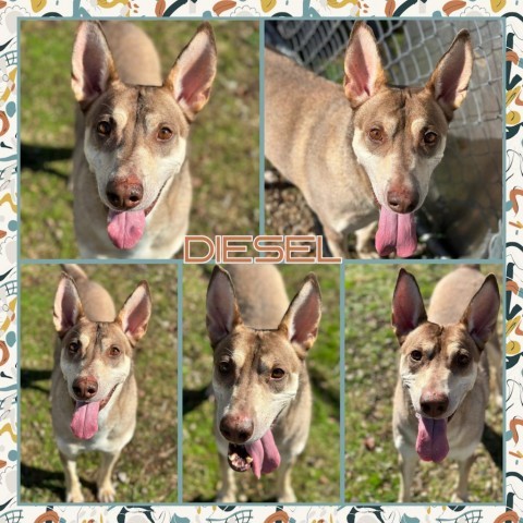 Diesel, an adoptable Australian Kelpie in Fort Smith, AR, 72916 | Photo Image 1