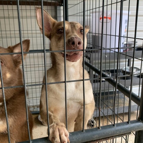 Diesel, an adoptable Australian Kelpie in Fort Smith, AR, 72916 | Photo Image 2