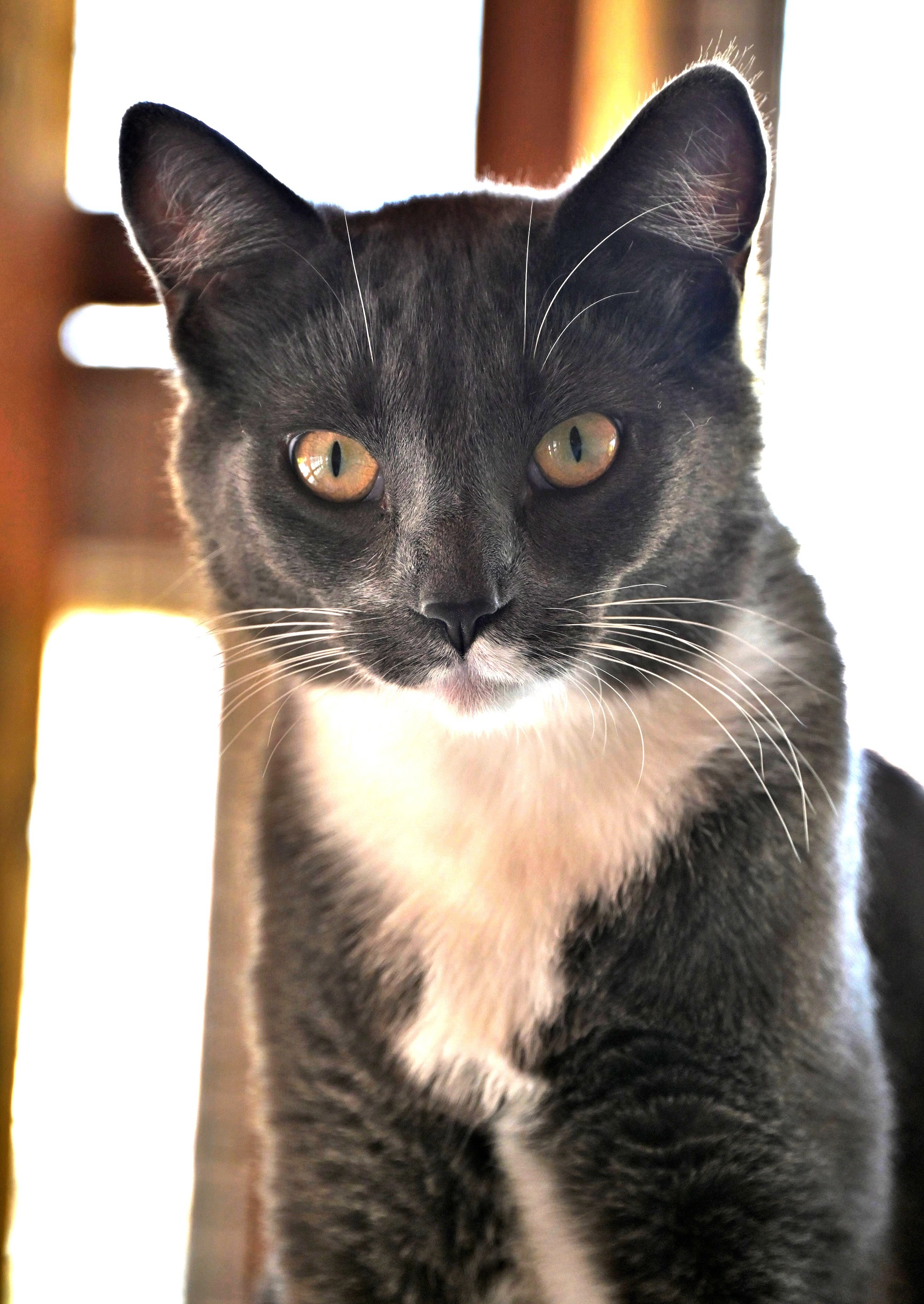 Sooty, an adoptable Domestic Short Hair in Chilliwack, BC, V2P 6H3 | Photo Image 1