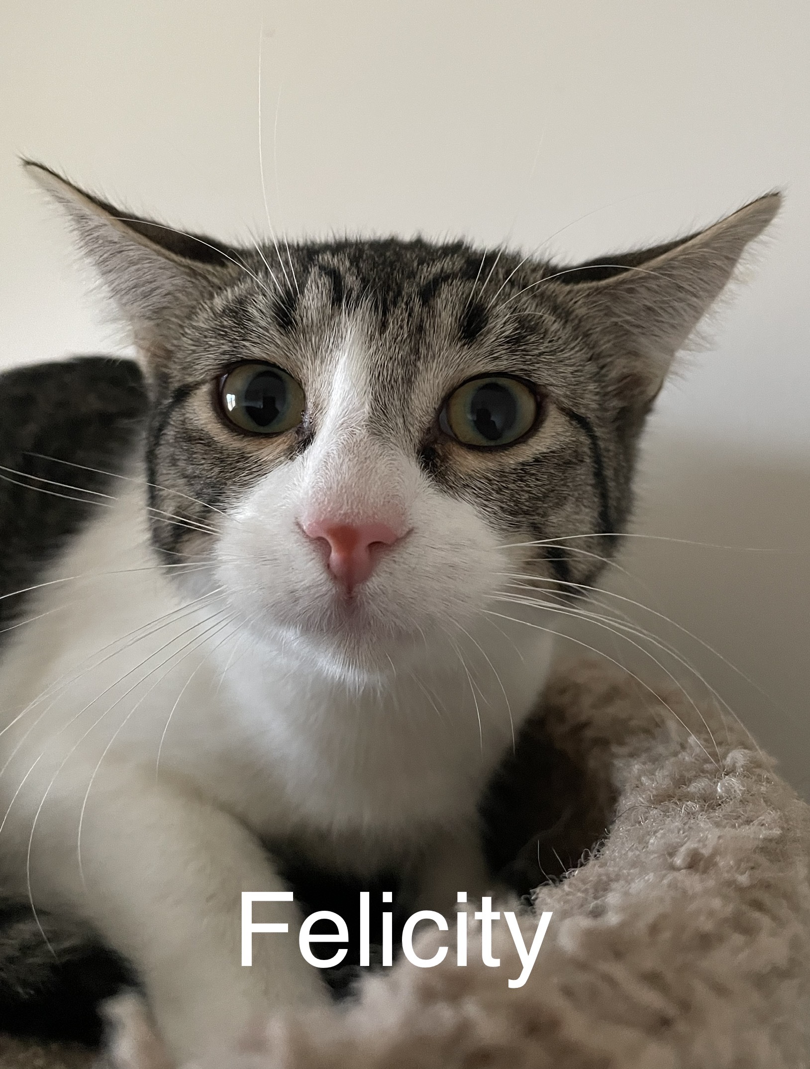 Felicity, an adoptable Domestic Short Hair in Chilliwack, BC, V2P 6H3 | Photo Image 1