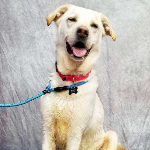 Canaan, an adoptable Yellow Labrador Retriever Mix in Springfield, MO_image-4