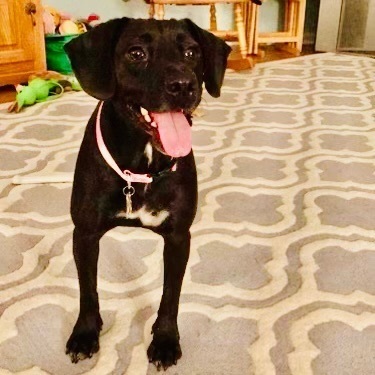 Chloe, an adoptable Labrador Retriever Mix in Rochester, NY_image-2