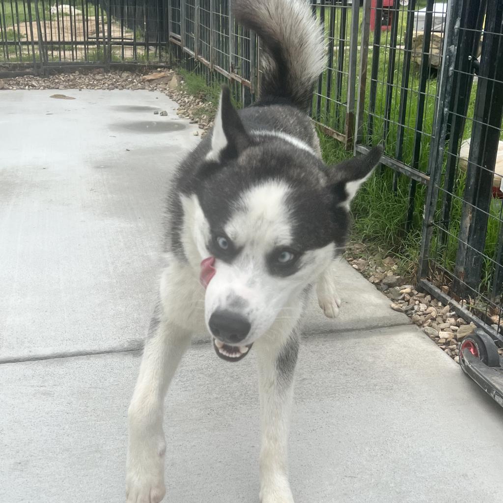 Simmons, an adoptable Husky in Eufaula, OK, 74432 | Photo Image 3