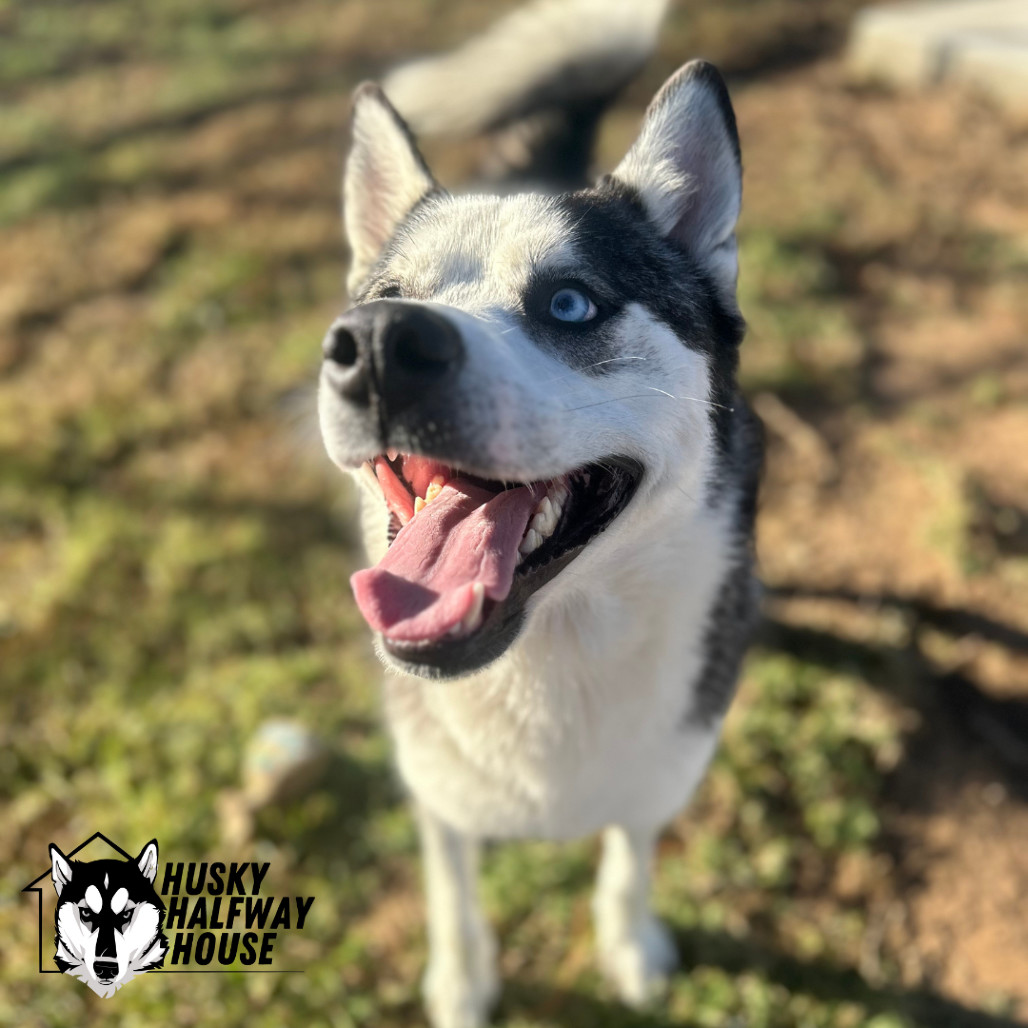 Simmons, an adoptable Husky in Eufaula, OK, 74432 | Photo Image 4