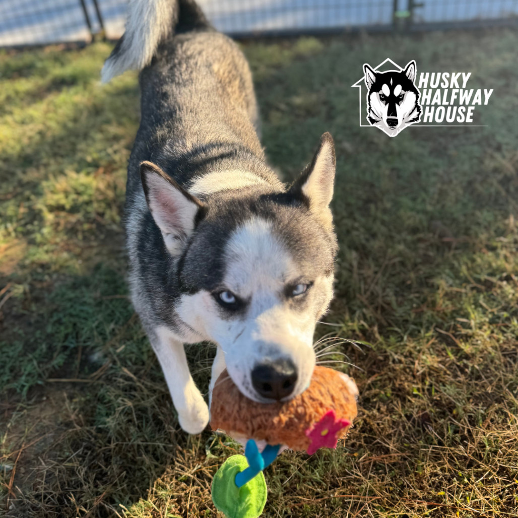Simmons, an adoptable Husky in Eufaula, OK, 74432 | Photo Image 5