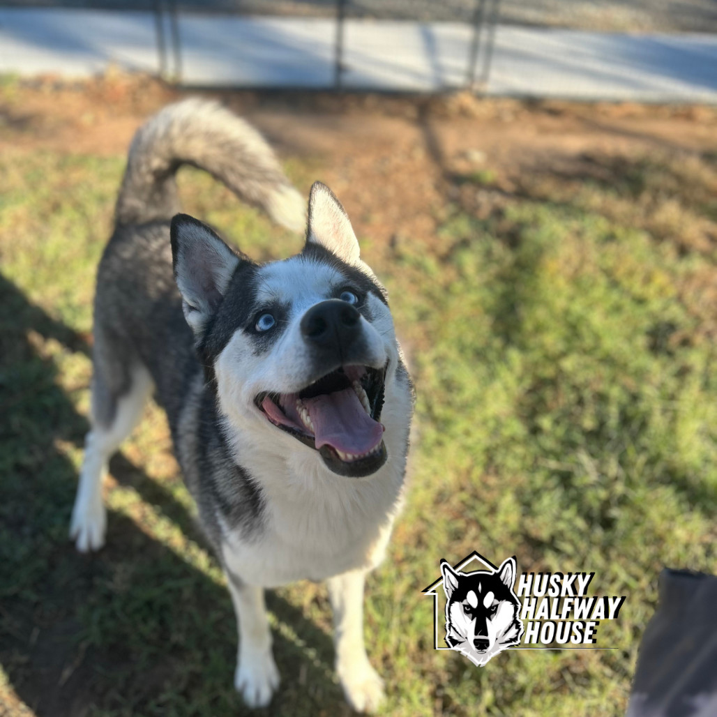 Simmons, an adoptable Husky in Eufaula, OK, 74432 | Photo Image 6