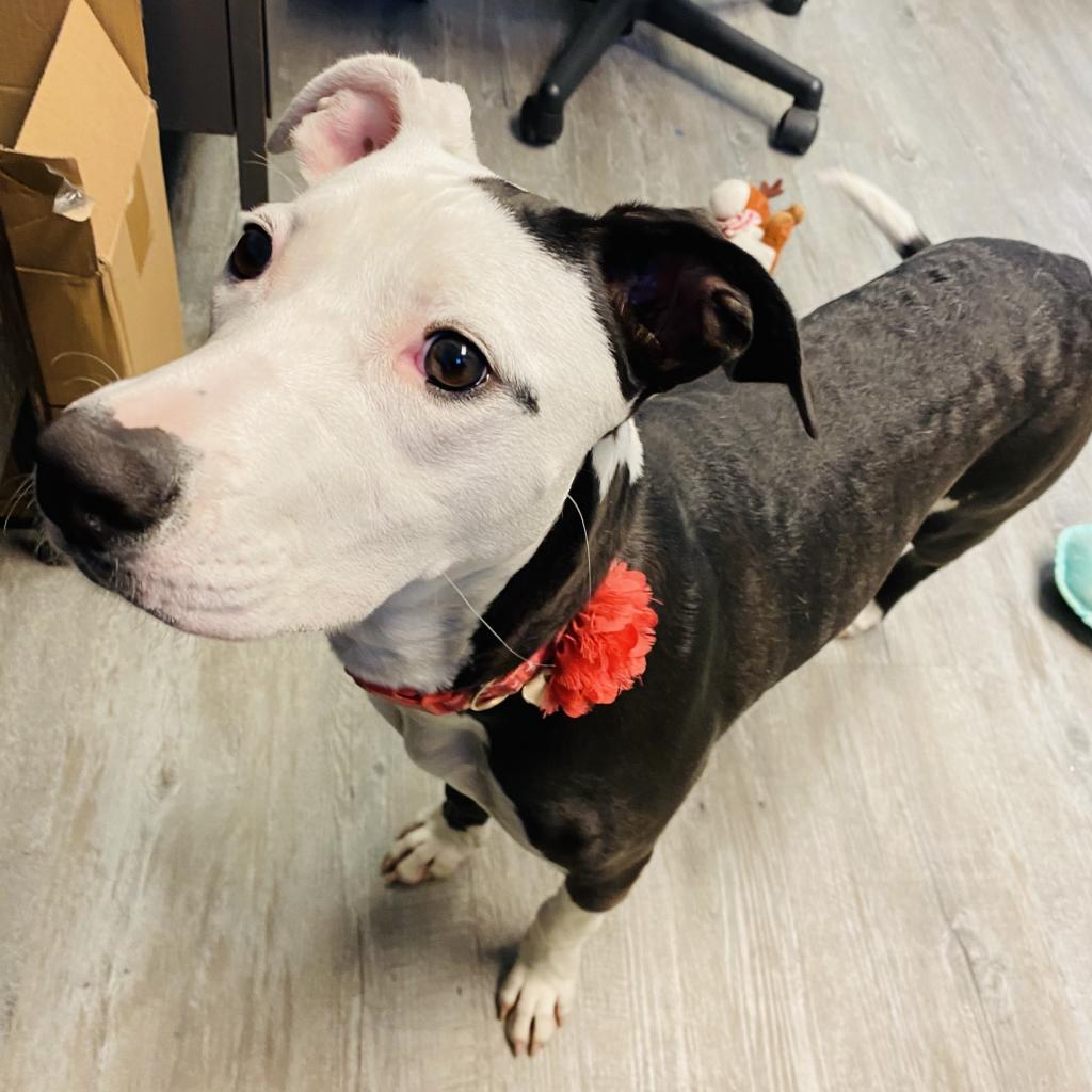 Be-Bop, an adoptable Mixed Breed in Camden, DE, 19934 | Photo Image 1