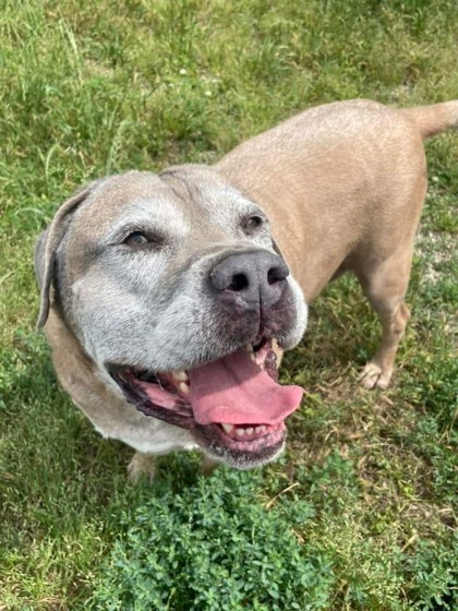 Papa, an adoptable Bullmastiff, Mixed Breed in Fort Worth, TX, 76119 | Photo Image 1