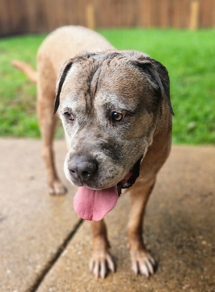 Papa, an adoptable Bullmastiff, Mixed Breed in Fort Worth, TX, 76119 | Photo Image 2