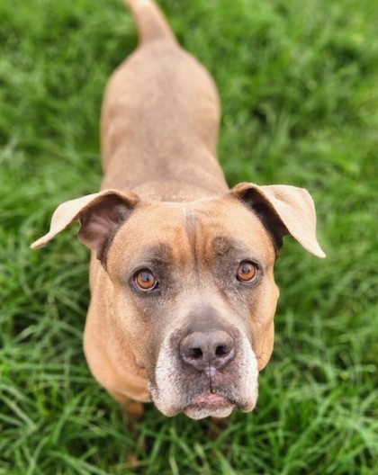 Bella, an adoptable Bullmastiff, Mixed Breed in Fort Worth, TX, 76119 | Photo Image 1