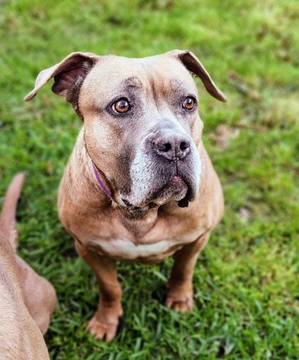 Bella, an adoptable Bullmastiff, Mixed Breed in Fort Worth, TX, 76119 | Photo Image 1
