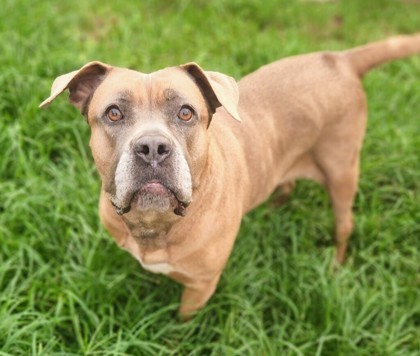 Bella, an adoptable Bullmastiff, Mixed Breed in Fort Worth, TX, 76119 | Photo Image 2