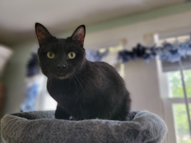 Bubbles, an adoptable Domestic Short Hair in Niles, MI, 49120 | Photo Image 1