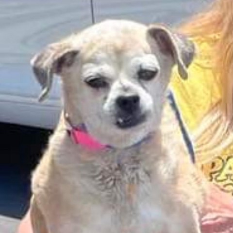 Jessie TAF, an adoptable Chihuahua, Mixed Breed in Las Vegas, NV, 89145 | Photo Image 1