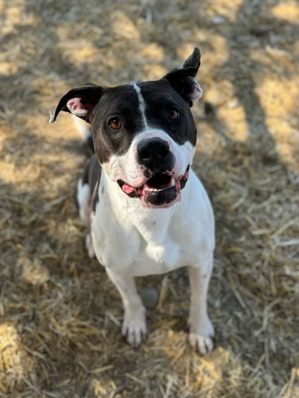 Raider, an adoptable Pit Bull Terrier, Mixed Breed in Moses Lake, WA, 98837 | Photo Image 1