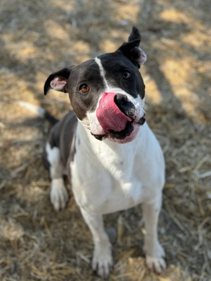 Raider, an adoptable Pit Bull Terrier, Mixed Breed in Moses Lake, WA, 98837 | Photo Image 2