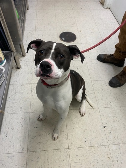 Raider, an adoptable Pit Bull Terrier, Mixed Breed in Moses Lake, WA, 98837 | Photo Image 3