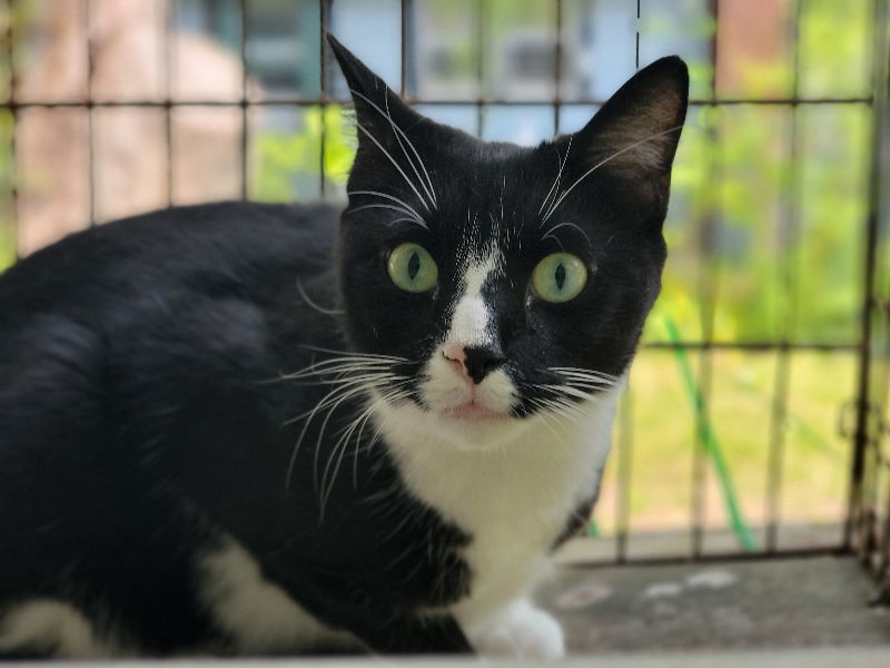 Tux, an adoptable Tuxedo in Niles, MI, 49120 | Photo Image 1