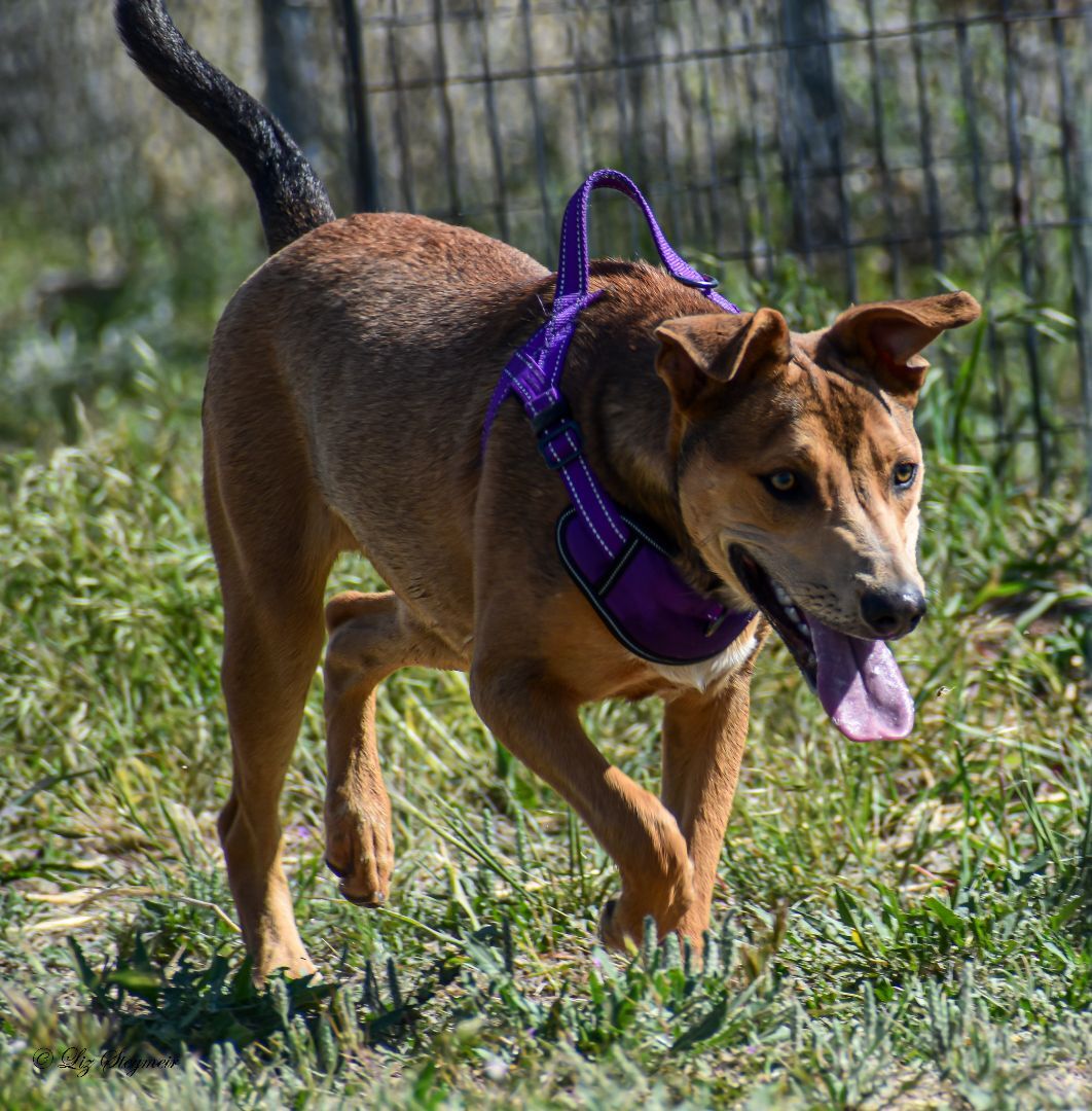 Leo, an adoptable Mixed Breed in Mayer, AZ, 86333 | Photo Image 6