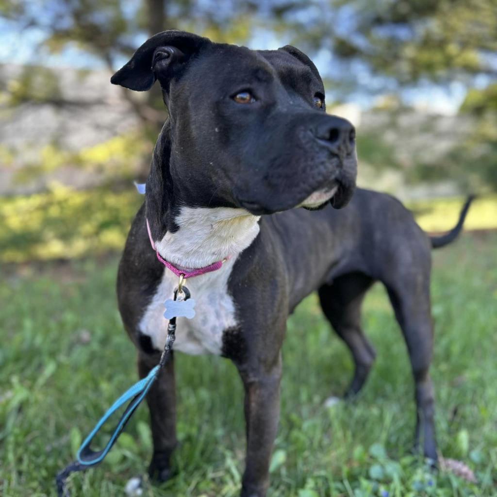 Mala, an adoptable Pit Bull Terrier in Shawnee, KS, 66214 | Photo Image 1