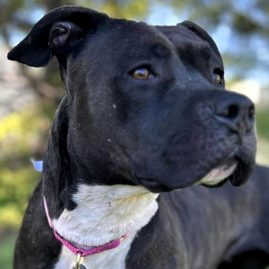 Mala, an adoptable Pit Bull Terrier in Shawnee, KS, 66214 | Photo Image 1