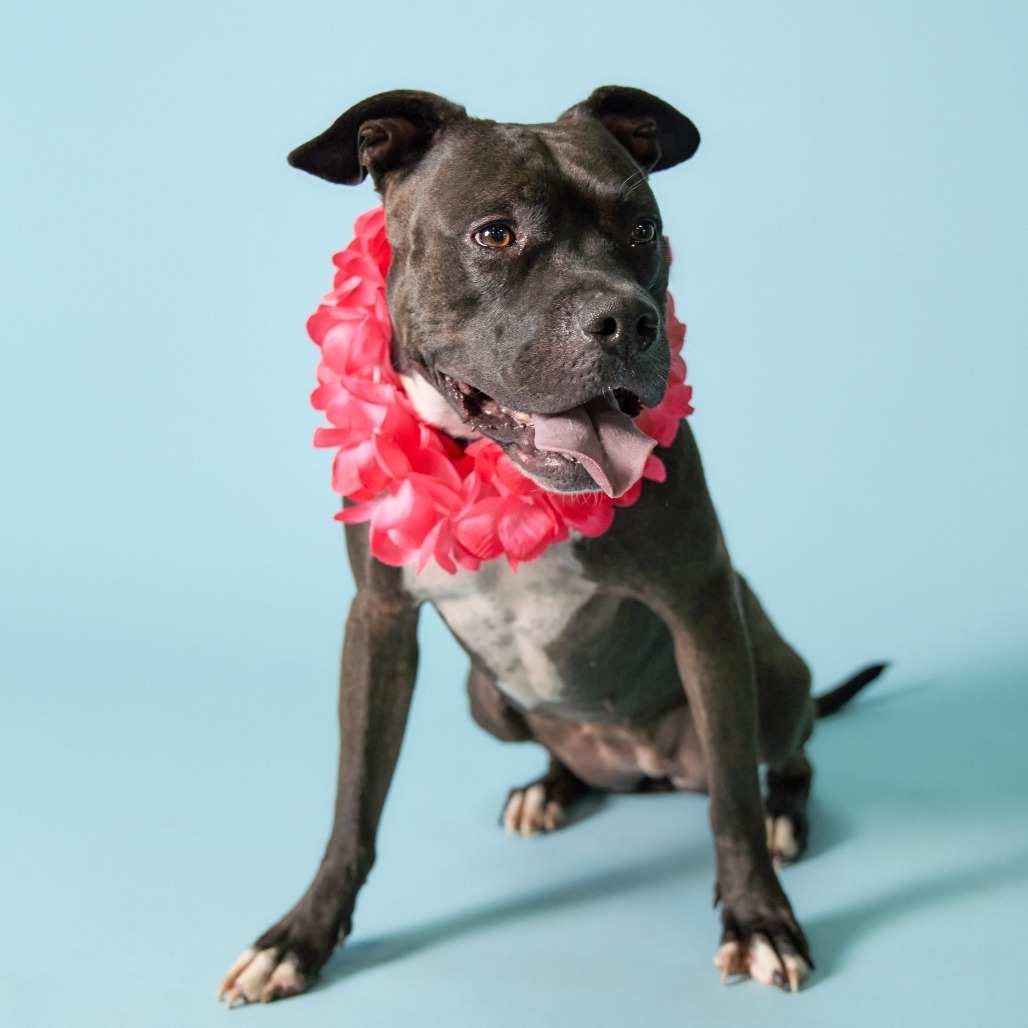 Mala, an adoptable Pit Bull Terrier in Shawnee, KS, 66214 | Photo Image 1