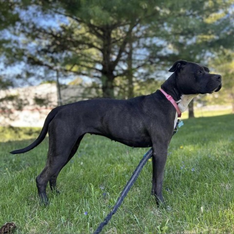 Mala, an adoptable Pit Bull Terrier in Shawnee, KS, 66214 | Photo Image 2