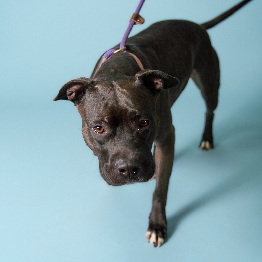 Mala, an adoptable Pit Bull Terrier in Shawnee, KS, 66214 | Photo Image 2