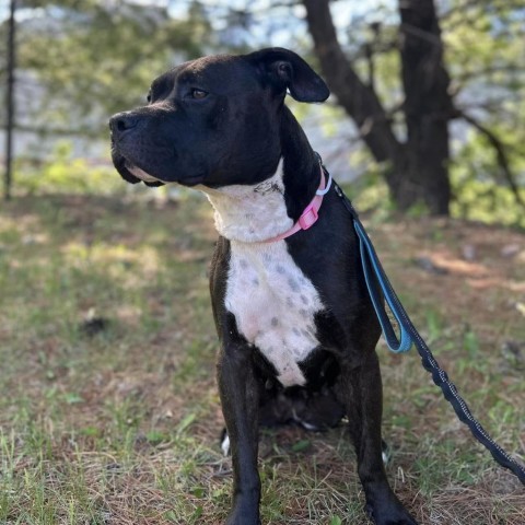 Mala, an adoptable Pit Bull Terrier in Shawnee, KS, 66214 | Photo Image 3