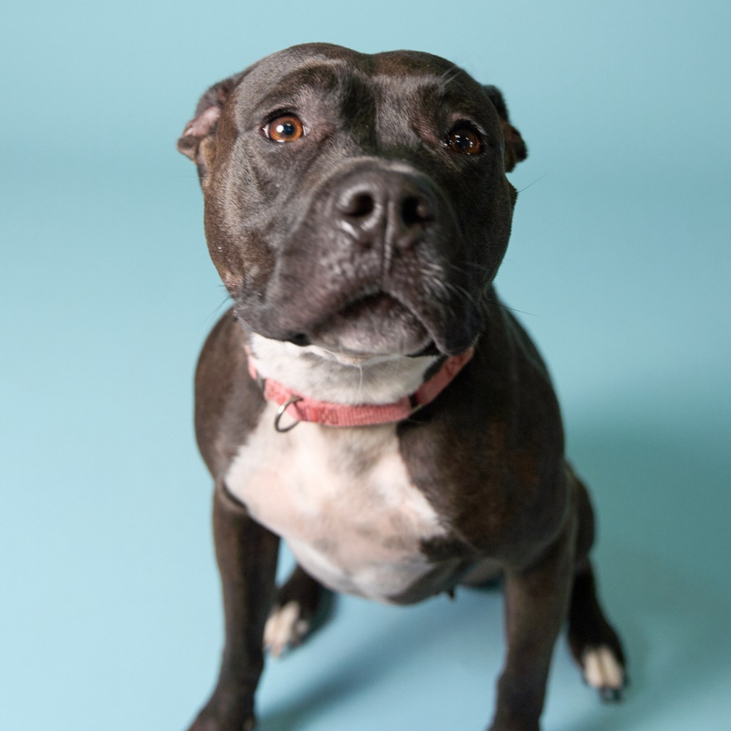 Mala, an adoptable Pit Bull Terrier in Shawnee, KS, 66214 | Photo Image 3