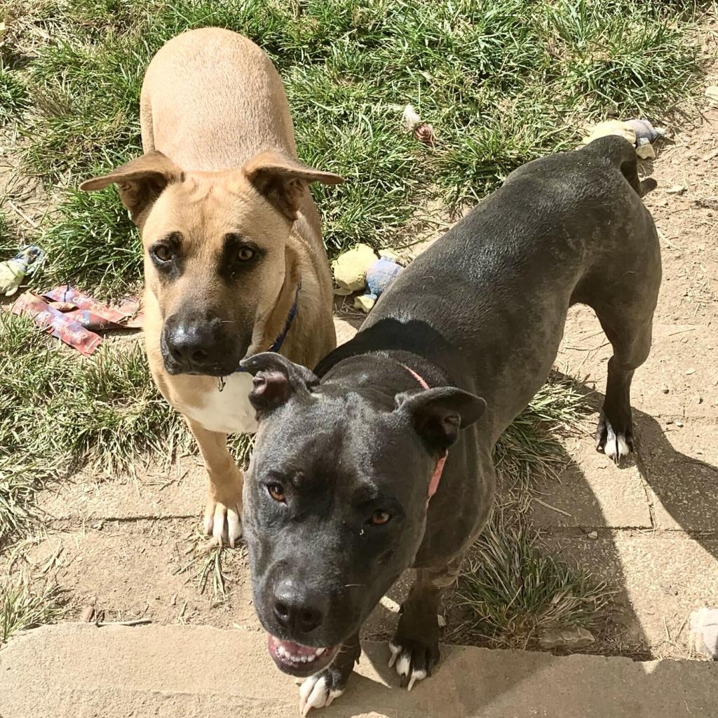 Mala, an adoptable Pit Bull Terrier in Shawnee, KS, 66214 | Photo Image 4