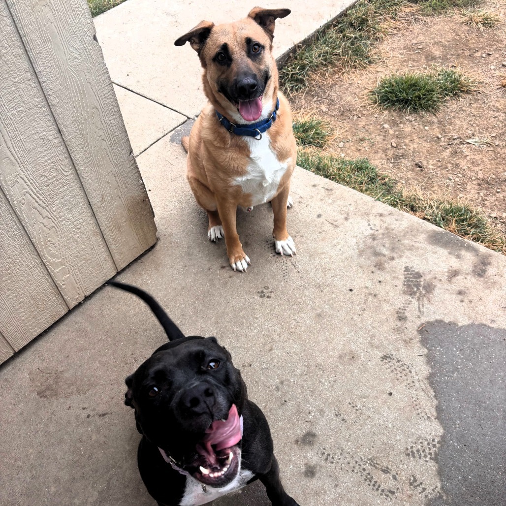Mala, an adoptable Pit Bull Terrier in Shawnee, KS, 66214 | Photo Image 4