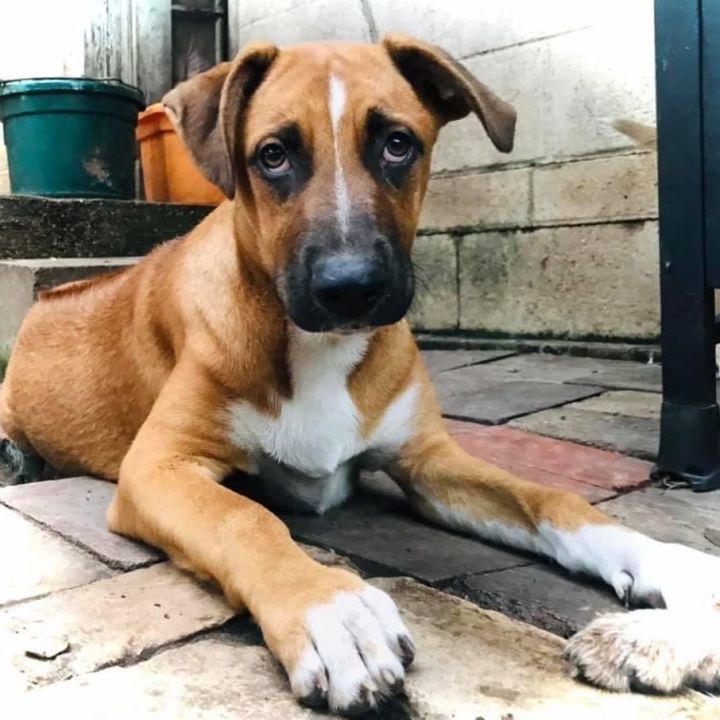 German shepherd mixed store with boxer